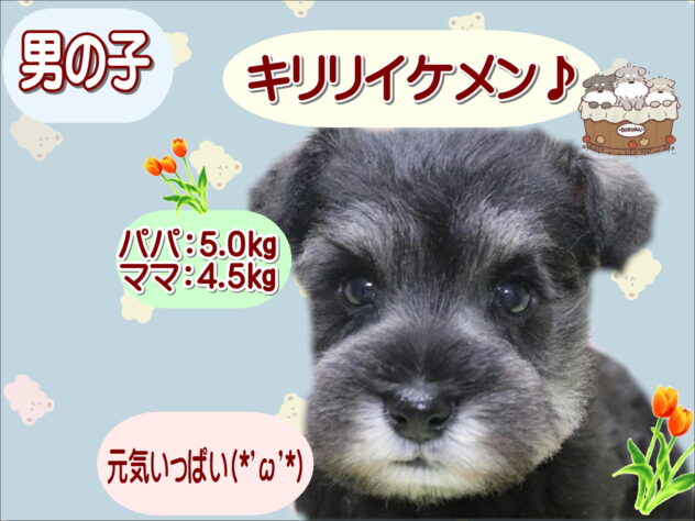 大阪府のミニチュアシュナウザー (アミーゴ鳳店/2026年2月12日生まれ/男の子/ソルトペッパー)の子犬