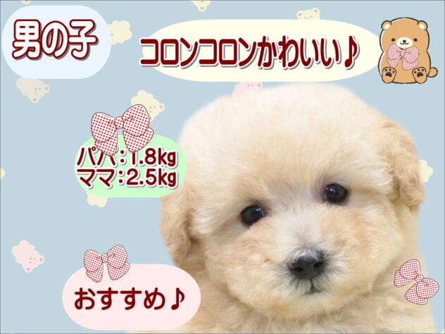 大阪府のトイプードル(トイ) (アミーゴ鳳店/2026年2月10日生まれ/男の子/オレンジフォーン)の子犬の1枚目の画像