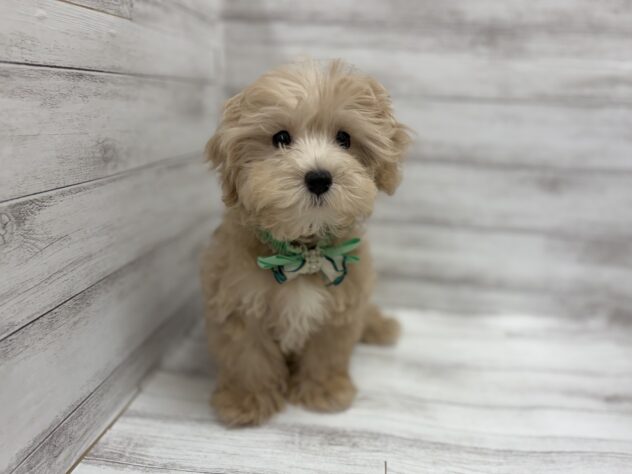 福島県のハーフ犬・ミックス犬 (アミーゴ小名浜店/2026年1月14日生まれ/男の子/アプリコット)の子犬