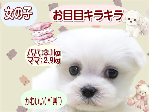 大阪府のマルチーズ (アミーゴ鳳店/2026年2月22日生まれ/女の子/ホワイト)の子犬