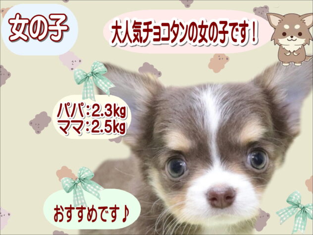 大阪府のチワワ(ロング) (アミーゴ鳳店/2026年2月9日生まれ/女の子/チョコレートタンホワイト)の子犬の1枚目の画像