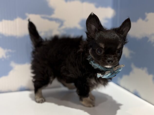 山形県のチワワ(ロング) (アミーゴ山形南店/2026年2月9日生まれ/男の子/ブラックタン)の子犬の3枚目の画像