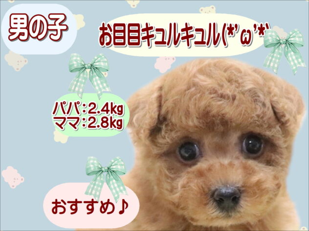 大阪府のトイプードル(トイ) (アミーゴ鳳店/2026年2月26日生まれ/男の子/レッドフォーン)の子犬