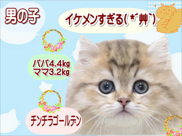 大阪府のペルシャ (アミーゴ鳳店/2026年2月11日生まれ/男の子/ブルーチンチラゴールデン)の子猫の1枚目の画像