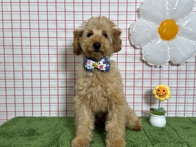 山形県のトイプードル(トイ) (アミーゴ酒田店/2025年12月10日生まれ/男の子/レッドフォーン)の子犬の1枚目の画像