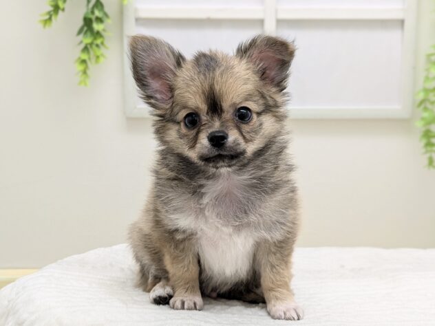 福島県のチワワ(ロング) (アミーゴ会津若松店/2026年2月10日生まれ/男の子/02 レッド系)の子犬の2枚目の画像