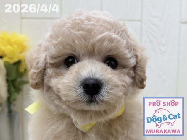 広島県のハーフ犬・ミックス犬 (アミーゴ大町店/2026年2月3日生まれ/女の子/クリーム)の子犬の1枚目の画像