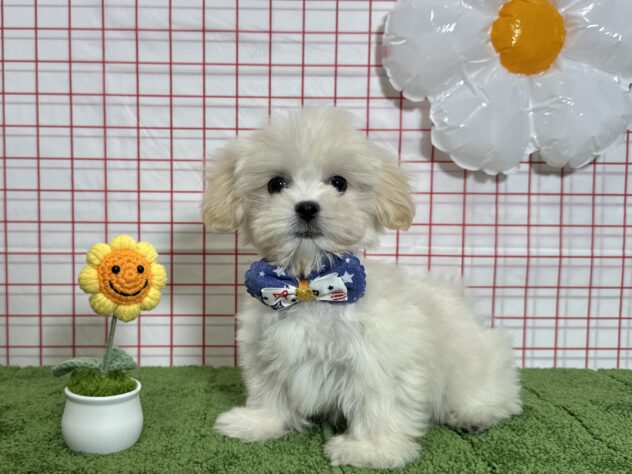 山形県のハーフ犬・ミックス犬 (アミーゴ酒田店/2026年1月11日生まれ/男の子/クリーム)の子犬