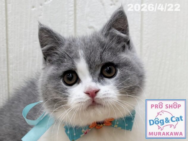 広島県のブリティッシュショートヘアー (アミーゴ大町店/2026年2月1日生まれ/男の子/ブルーホワイト)の子猫