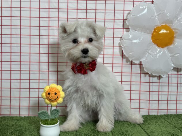 山形県のハーフ犬・ミックス犬 (アミーゴ酒田店/2025年12月16日生まれ/女の子/06 ホワイト系)の子犬の3枚目の画像