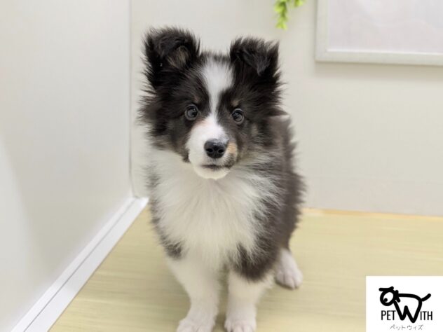 福島県のシェットランドシープドッグ (アミーゴ会津若松店/2026年1月5日生まれ/男の子/トライカラー)の子犬