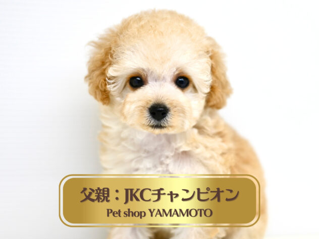 岡山県のトイプードル(トイ) (アミーゴ大安寺店/2026年2月15日生まれ/女の子/ペールフォーン)の子犬の2枚目の画像