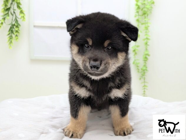 福島県の柴犬(標準サイズ) (アミーゴ会津若松店/2026年2月14日生まれ/男の子/黒)の子犬の1枚目の画像