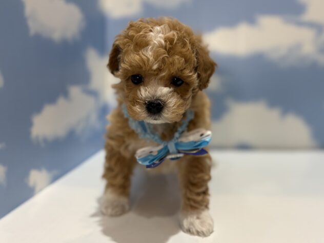 山形県のハーフ犬・ミックス犬 (アミーゴ山形南店/2026年2月26日生まれ/男の子/11 その他の毛色)の子犬の1枚目の画像