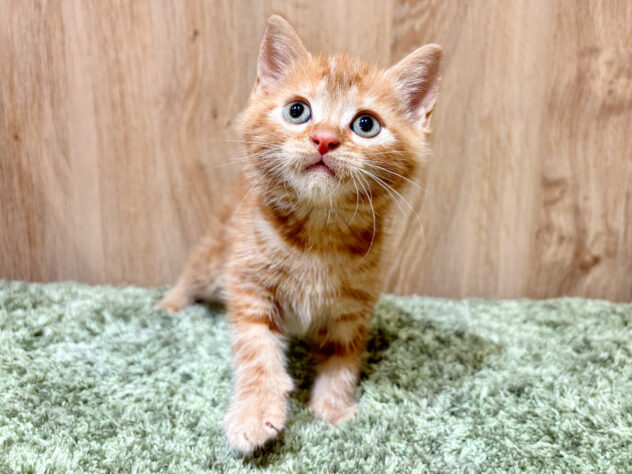 広島県のアメリカンショートヘアー (アミーゴ広島商工センター店/2026年2月18日生まれ/男の子/レッドタビー)の子猫の3枚目の画像