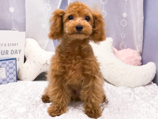 愛知県のトイプードル(トイ) (アミーゴ知立店/2025年12月30日生まれ/男の子/オレンジフォーン)の子犬の1枚目の画像