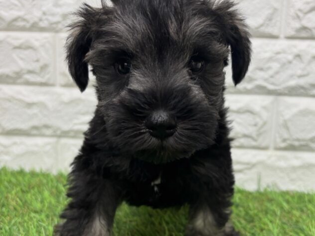 新潟県のミニチュアシュナウザー (アミーゴ新潟小新店/2026年2月17日生まれ/男の子/ソルトペッパー)の子犬の3枚目の画像