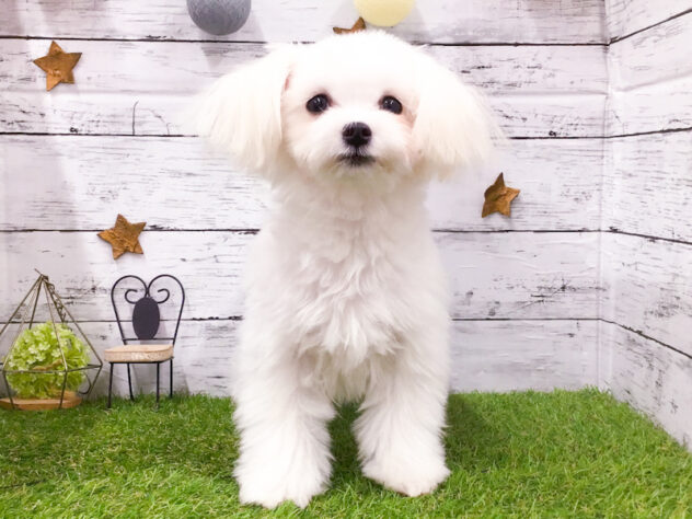 愛知県のマルチーズ (アミーゴ知立店/2025年10月4日生まれ/女の子/ホワイト)の子犬の1枚目の画像