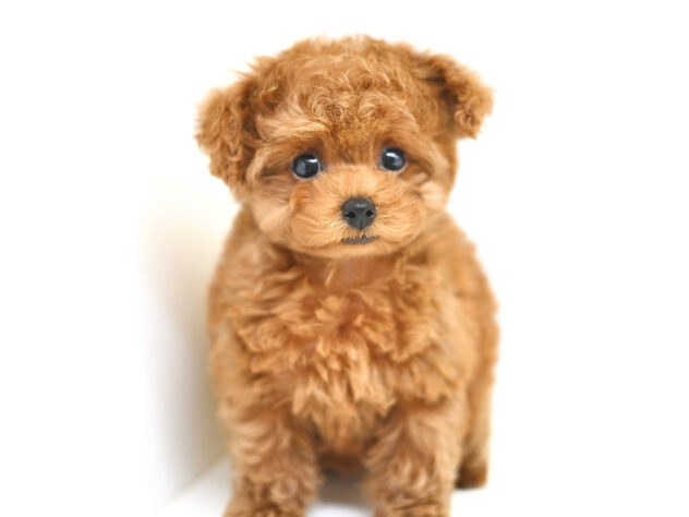 岡山県のトイプードル(トイ) (アミーゴ大安寺店/2026年2月8日生まれ/女の子/レッドフォーン)の子犬の3枚目の画像