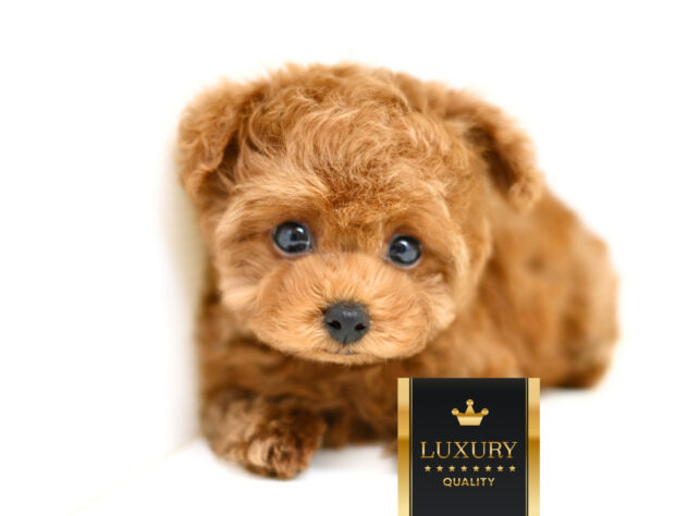 岡山県のトイプードル(トイ) (アミーゴ大安寺店/2026年2月8日生まれ/女の子/レッドフォーン)の子犬の1枚目の画像