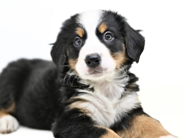 岡山県のバーニーズマウンテンドッグ (アミーゴ大安寺店/2026年2月2日生まれ/女の子/ブラックラストホワイト)の子犬