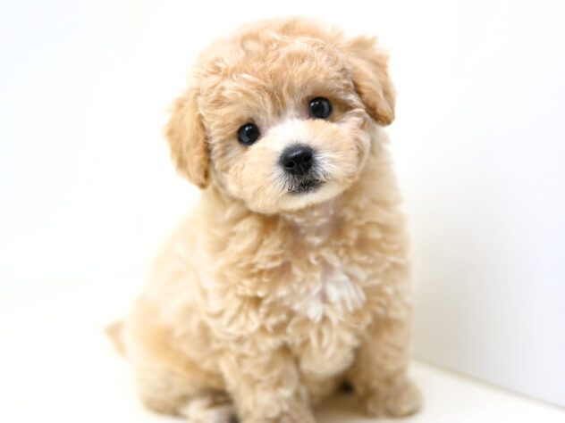 岡山県のハーフ犬・ミックス犬 (アミーゴ大安寺店/2026年1月29日生まれ/女の子/クリーム)の子犬の2枚目の画像