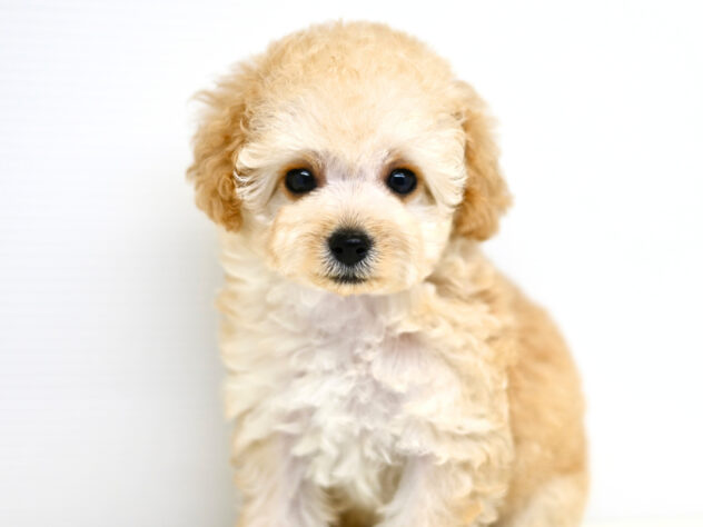 岡山県のトイプードル(トイ) (アミーゴ大安寺店/2026年2月15日生まれ/女の子/ペールフォーン)の子犬の3枚目の画像