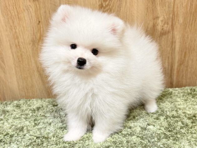 広島県のポメラニアン (アミーゴ広島商工センター店/2026年2月2日生まれ/男の子/ホワイト)の子犬