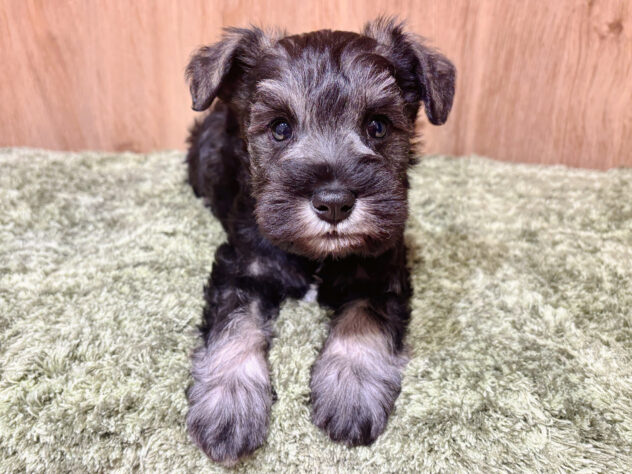 広島県のミニチュアシュナウザー (アミーゴ広島商工センター店/2026年2月12日生まれ/男の子/ソルトペッパー)の子犬の1枚目の画像