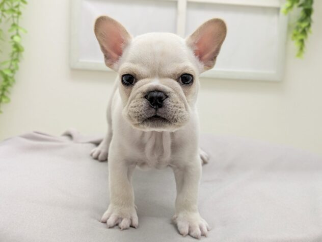 福島県のフレンチブルドッグ (アミーゴ会津若松店/2026年1月25日生まれ/男の子/クリーム)の子犬の2枚目の画像