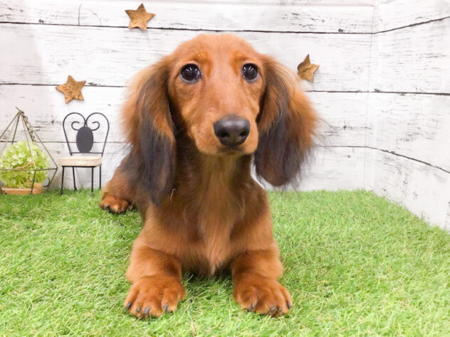 愛知県のミニチュアダックスフンド(ロング) (アミーゴ知立店/2025年11月8日生まれ/女の子/シェーデットレッド)の子犬の1枚目の画像