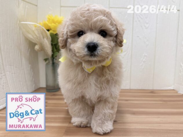 広島県のハーフ犬・ミックス犬 (アミーゴ大町店/2026年2月3日生まれ/女の子/クリーム)の子犬の3枚目の画像
