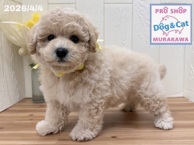 広島県のハーフ犬・ミックス犬 (アミーゴ大町店/2026年2月3日生まれ/女の子/クリーム)の子犬の2枚目の画像