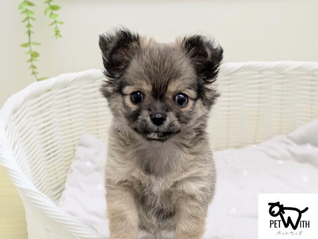 福島県のチワワ(ロング) (アミーゴ会津若松店/2026年2月22日生まれ/男の子/フォーン)の子犬