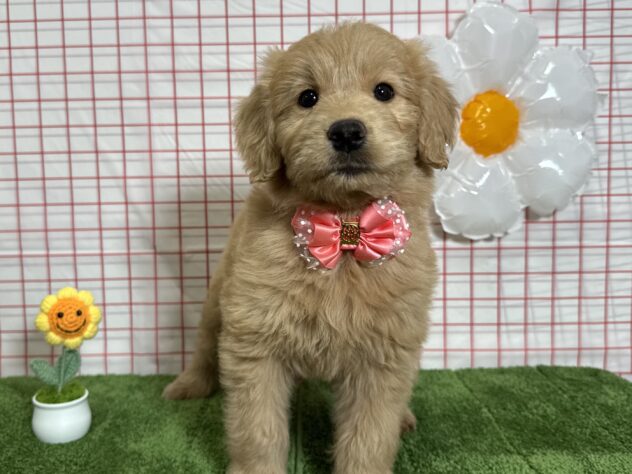 山形県のハーフ犬・ミックス犬 (アミーゴ酒田店/2026年2月3日生まれ/女の子/アプリコット)の子犬