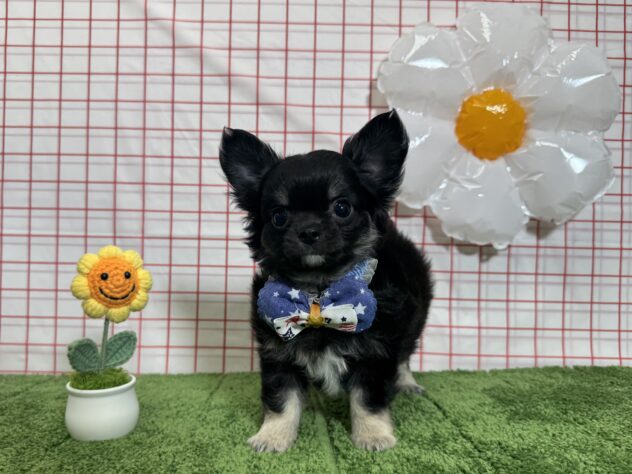 山形県のチワワ(ロング) (アミーゴ酒田店/2026年2月9日生まれ/男の子/ブラックタン)の子犬の3枚目の画像