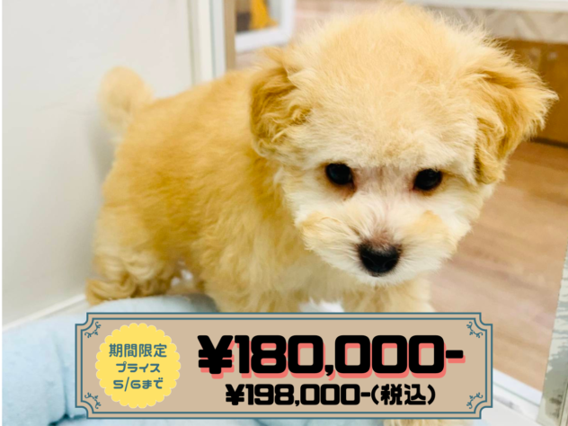 岡山県のトイプードル(トイ) (アミーゴ水島店/2026年1月31日生まれ/男の子/ペールフォーン)の子犬の1枚目の画像