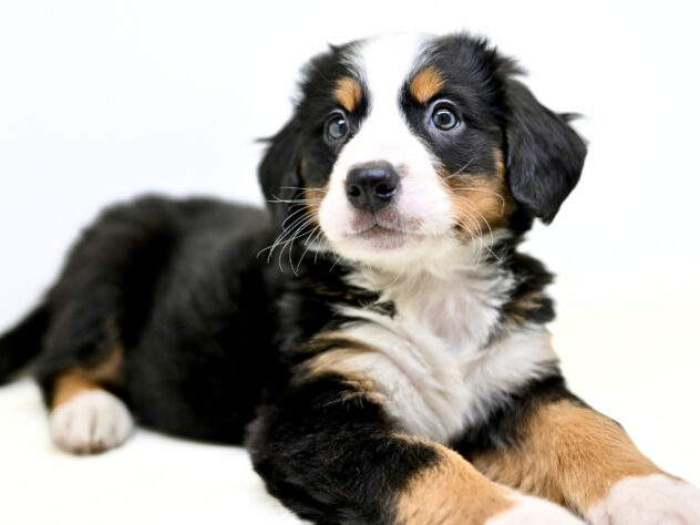 岡山県のバーニーズマウンテンドッグ (アミーゴ大安寺店/2026年2月2日生まれ/女の子/ブラックラストホワイト)の子犬の2枚目の画像