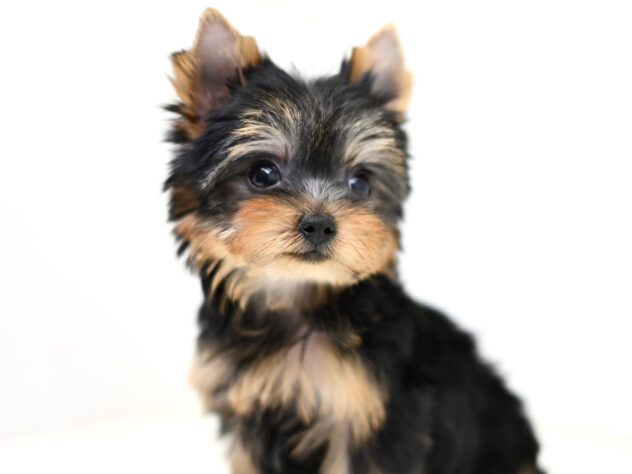 岡山県のヨークシャーテリア (アミーゴ大安寺店/2026年2月2日生まれ/女の子/スチールブルータン)の子犬の4枚目の画像