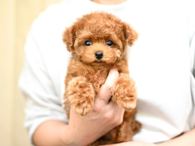 岡山県のトイプードル(トイ) (アミーゴ大安寺店/2026年2月8日生まれ/女の子/レッドフォーン)の子犬の2枚目の画像