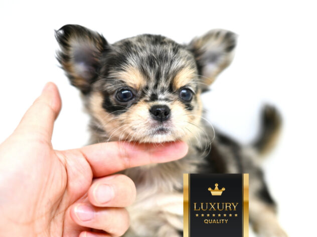 岡山県のチワワ(ロング) (アミーゴ大安寺店/2026年2月10日生まれ/女の子/ブルーマール)の子犬の1枚目の画像