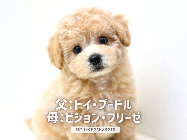 岡山県のハーフ犬・ミックス犬 (アミーゴ大安寺店/2026年1月29日生まれ/女の子/クリーム)の子犬