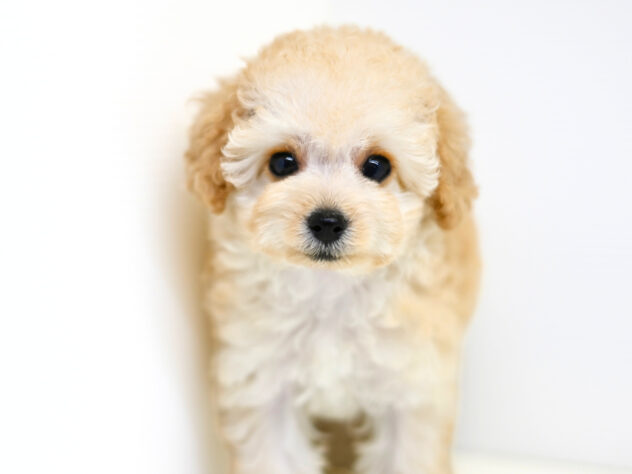 岡山県のトイプードル(トイ) (アミーゴ大安寺店/2026年2月15日生まれ/女の子/ペールフォーン)の子犬の4枚目の画像