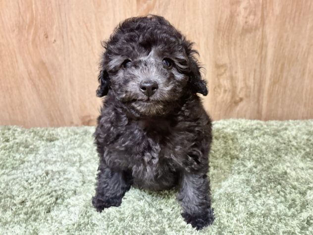 広島県のトイプードル(トイ) (アミーゴ広島商工センター店/2026年2月14日生まれ/男の子/グレー)の子犬