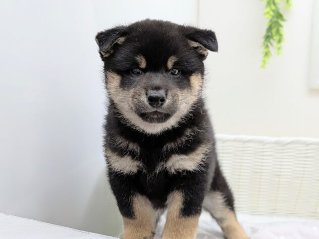 福島県の柴犬(標準サイズ) (アミーゴ会津若松店/2026年2月14日生まれ/男の子/黒)の子犬の2枚目の画像