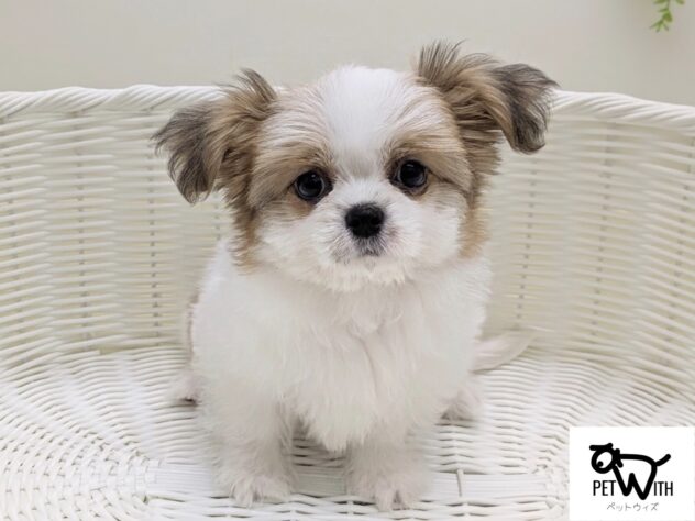 福島県のハーフ犬・ミックス犬 (アミーゴ会津若松店/2026年1月6日生まれ/女の子/ゴールドホワイト)の子犬