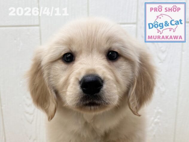 広島県のゴールデンレトリバー (アミーゴ大町店/2026年2月12日生まれ/女の子/ゴールデン)の子犬