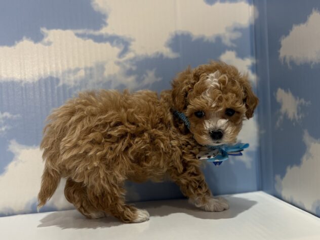 山形県のハーフ犬・ミックス犬 (アミーゴ山形南店/2026年2月26日生まれ/男の子/11 その他の毛色)の子犬の2枚目の画像