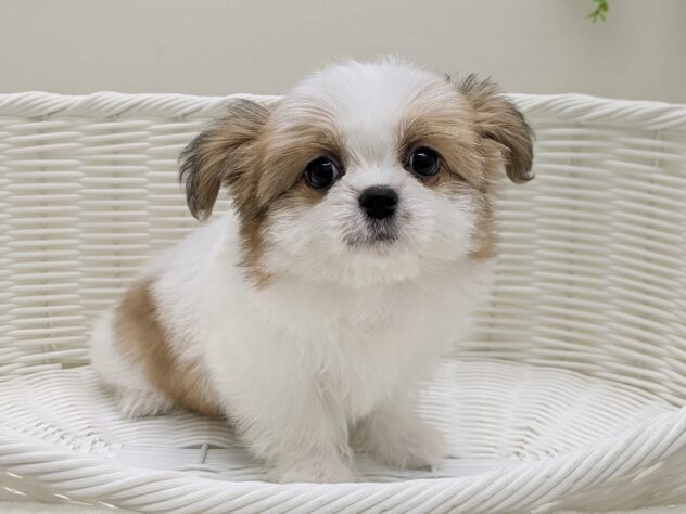 福島県のハーフ犬・ミックス犬 (アミーゴ会津若松店/2026年1月6日生まれ/女の子/ゴールドホワイト)の子犬の4枚目の画像