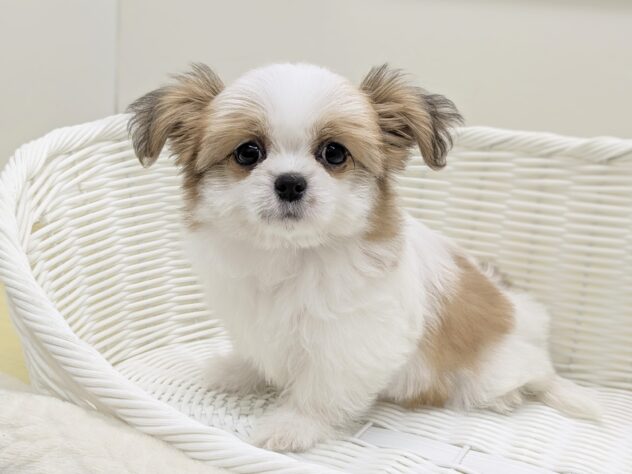 福島県のハーフ犬・ミックス犬 (アミーゴ会津若松店/2026年1月6日生まれ/女の子/ゴールドホワイト)の子犬の2枚目の画像